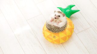 公式ホームページ
