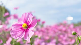 公式ホームページ